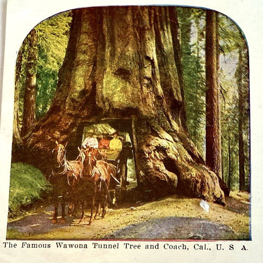Postcard Wawona Tunnel Tree Yosemite NP Mariposa Grove California Horse Carriage